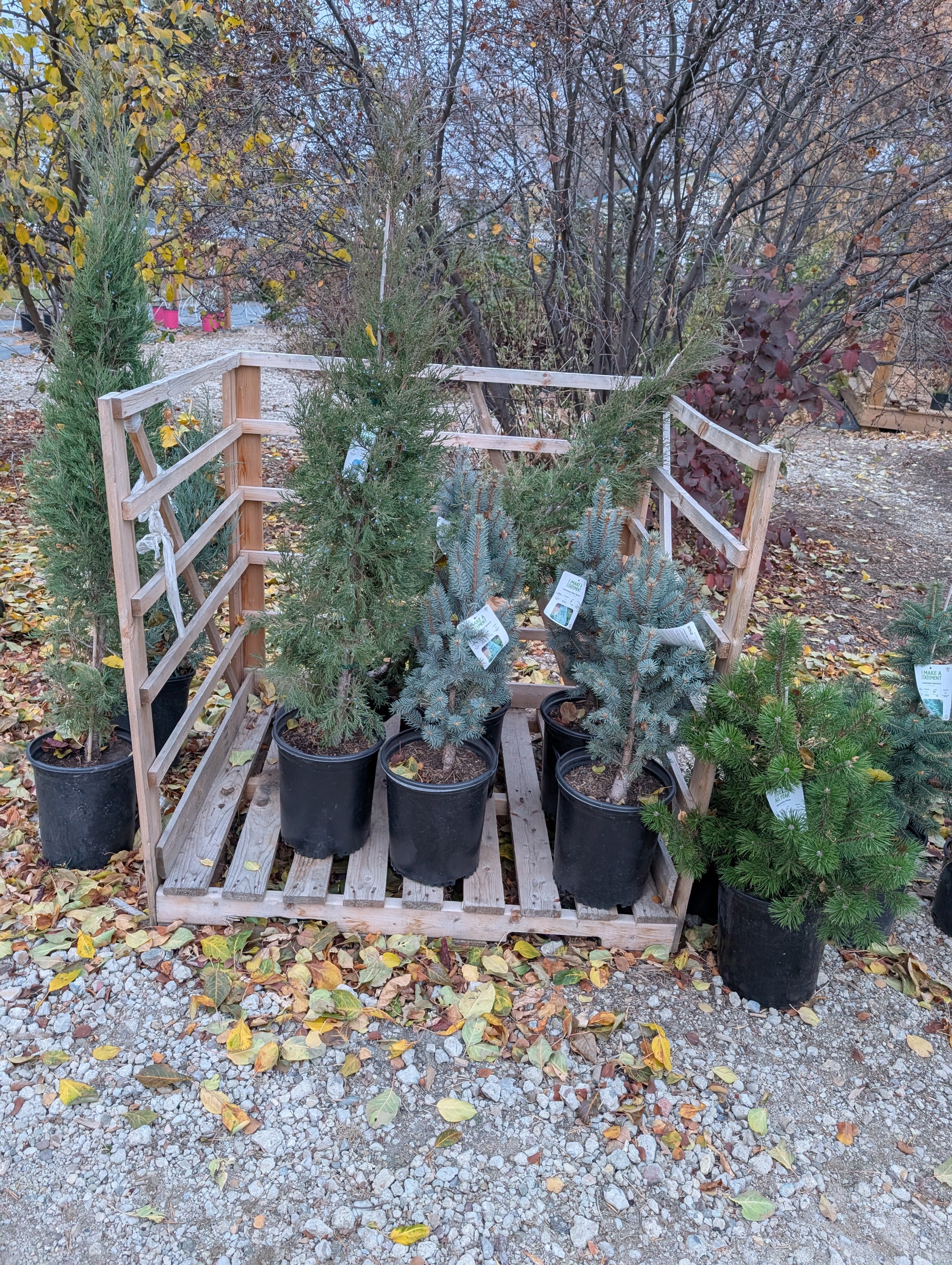 New Trees and Shrubs for 2026 – Riverdene Garden Centre