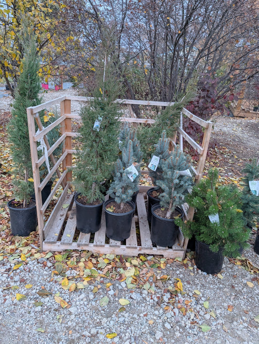 New Trees and Shrubs for 2026