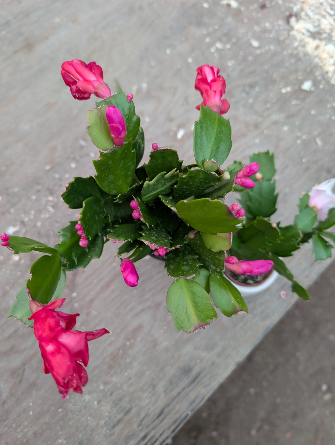 House Plants for Winter Colour