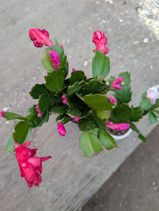 House Plants for Winter Colour