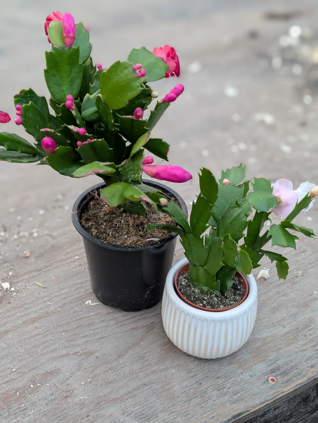 How to Care for Your Christmas Cactus (It's not actually a cactus!!)