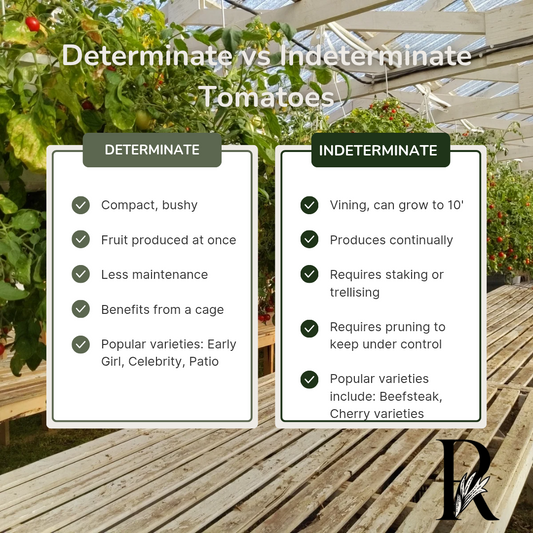 Determinate vs. Indeterminate Tomatoes