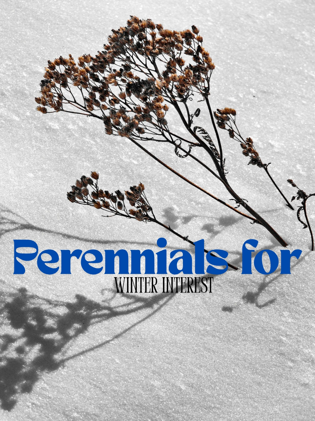 Choosing Perennials for Fall and Winter Interest...on the Prairies