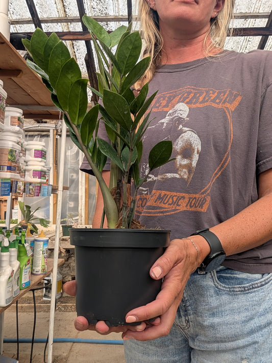 Best Plants for Dark Rooms
