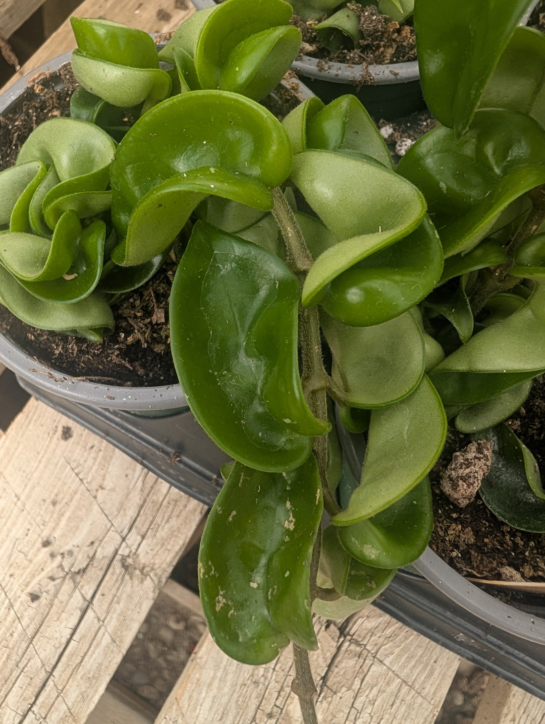 Top 10 Beginner House Plants
