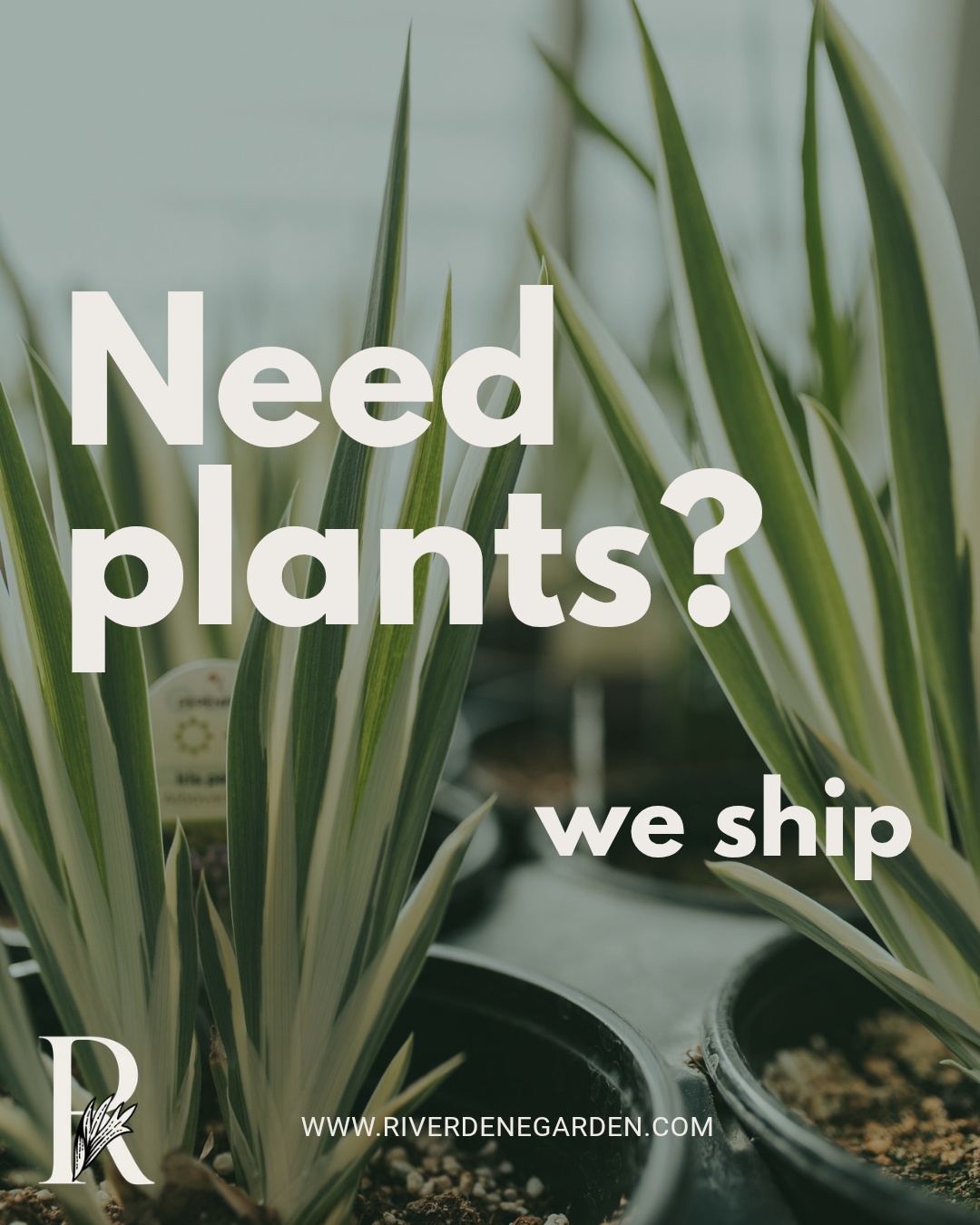 Perennials to Ship!