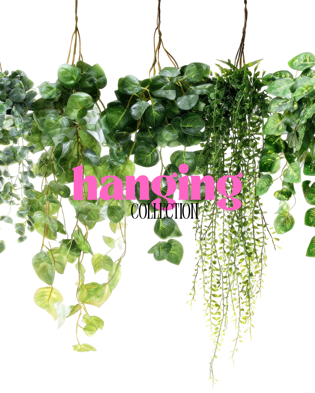 Hanging Plants
