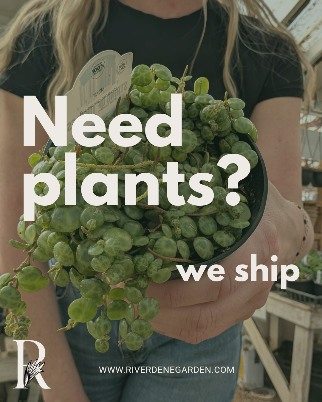 Houseplants + Tropicals Ready to Ship!