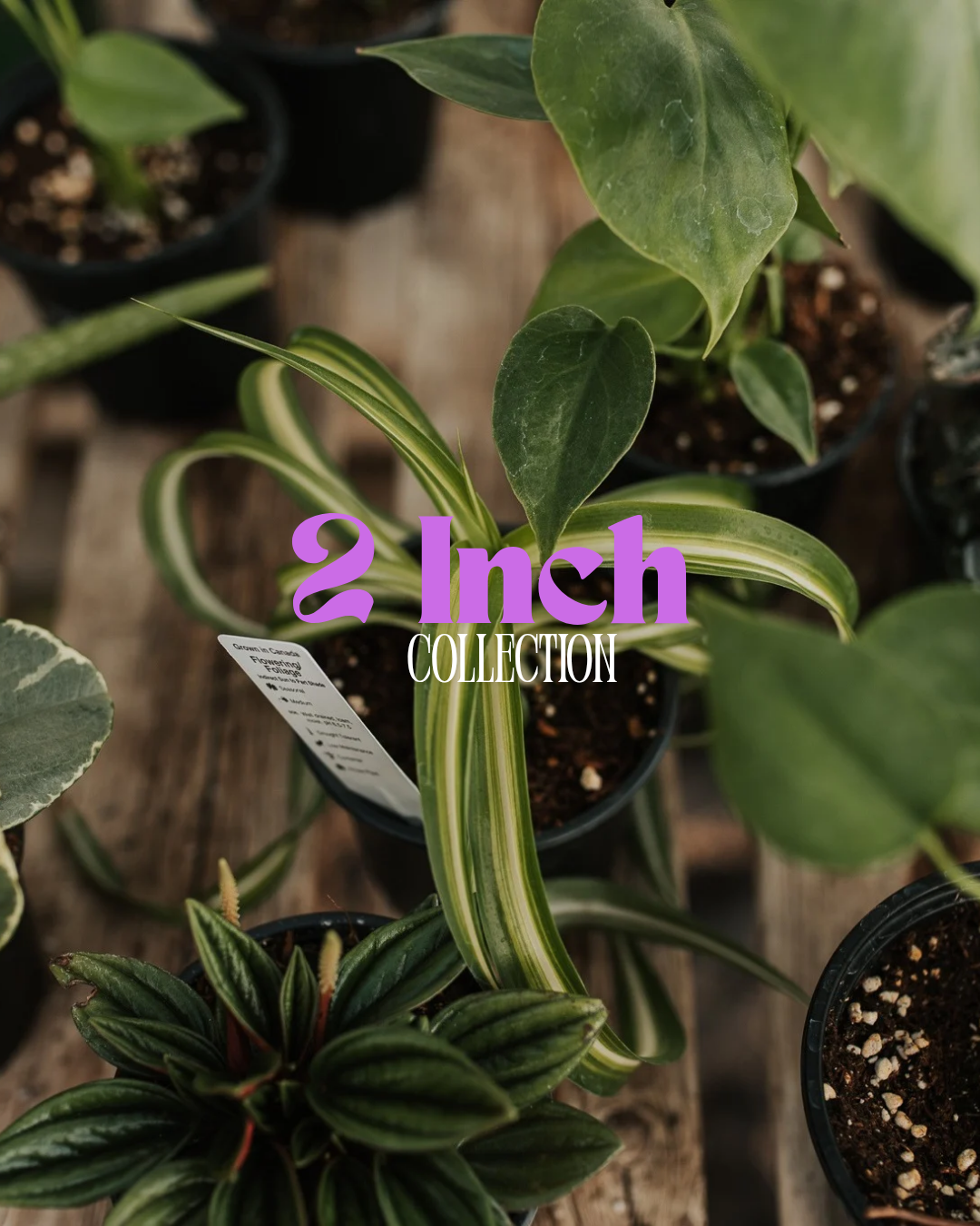 2" Houseplants