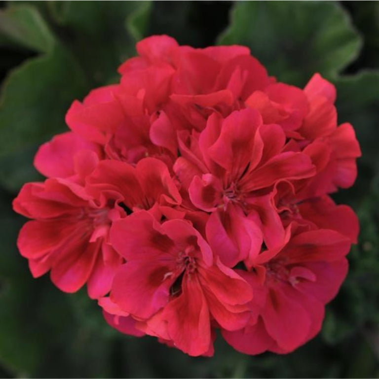 Geraniums