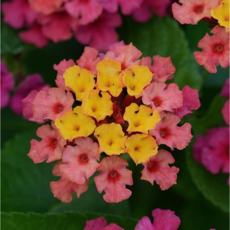 Lantana