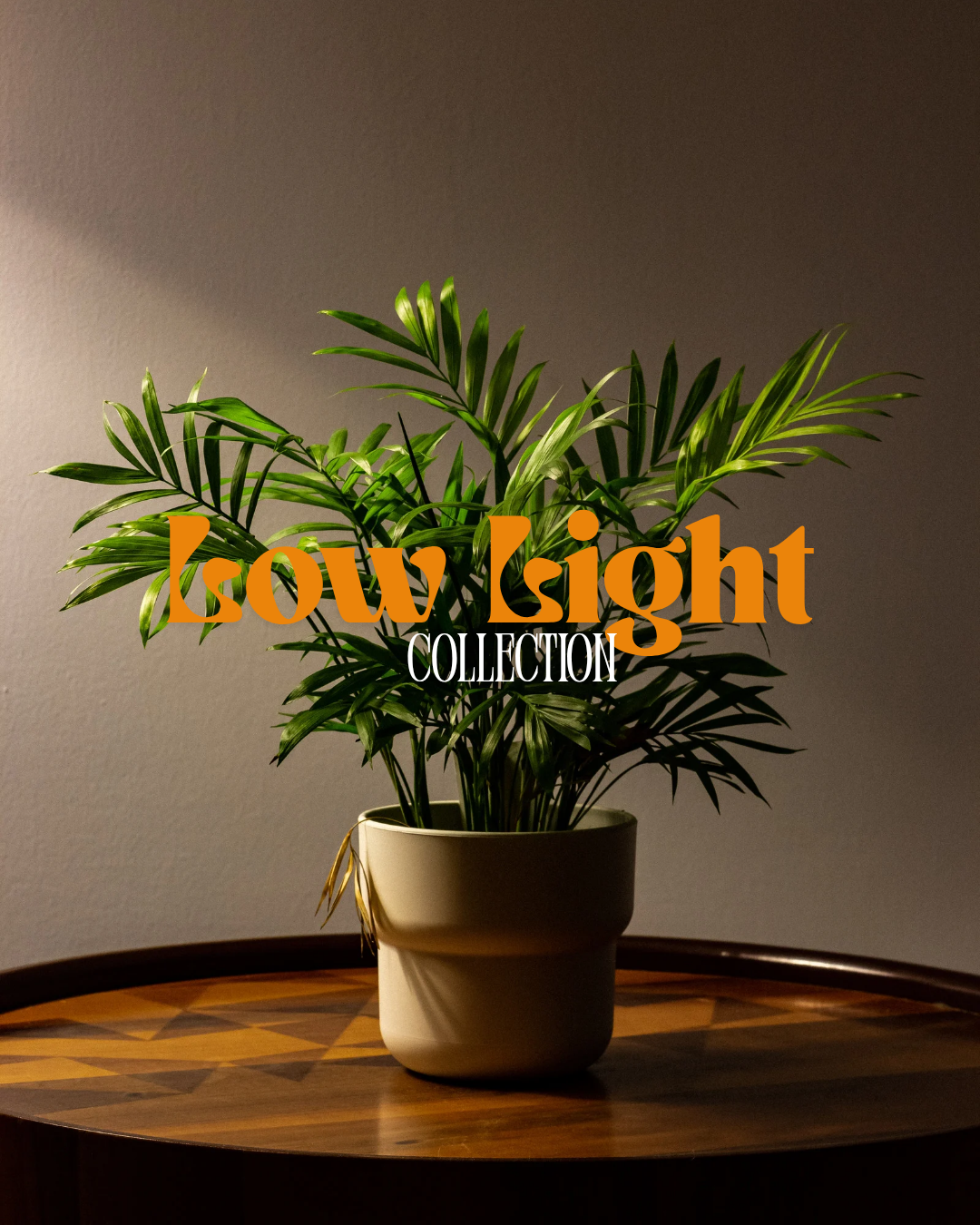 Low Light Plants