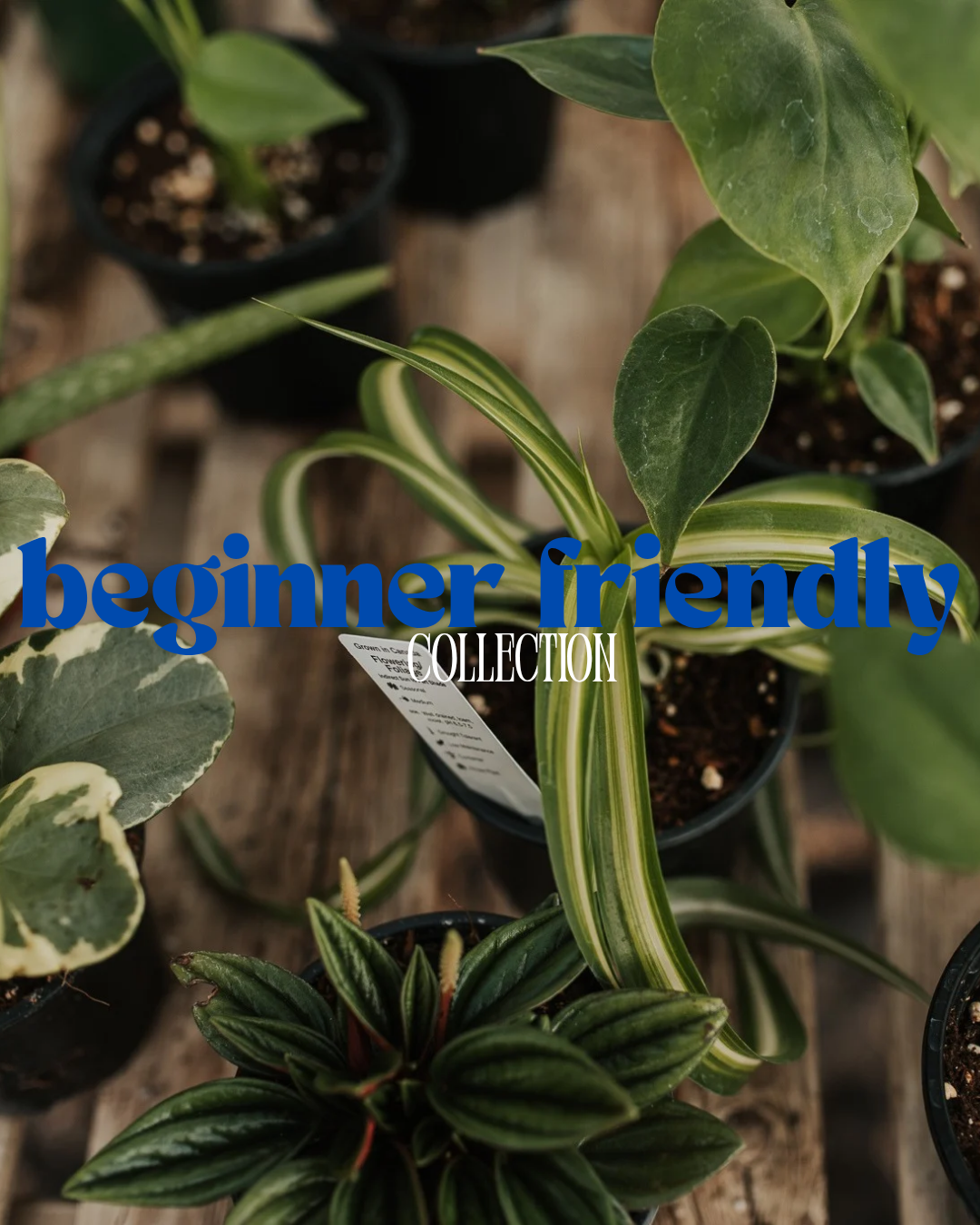 Beginner Friendly Plants