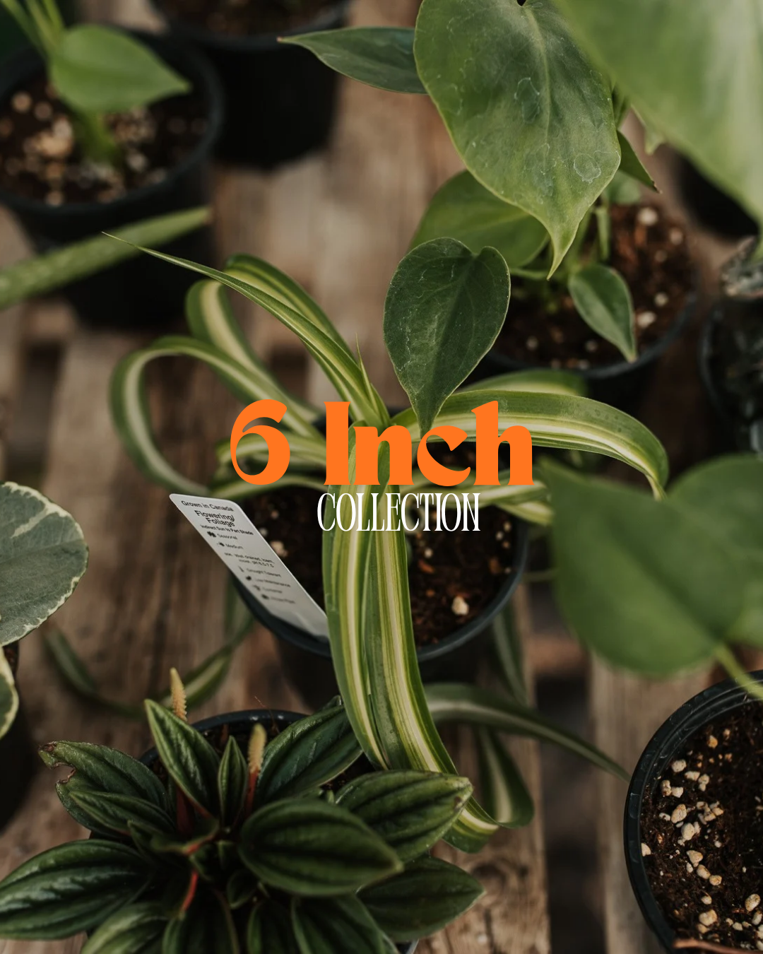 6" Houseplants