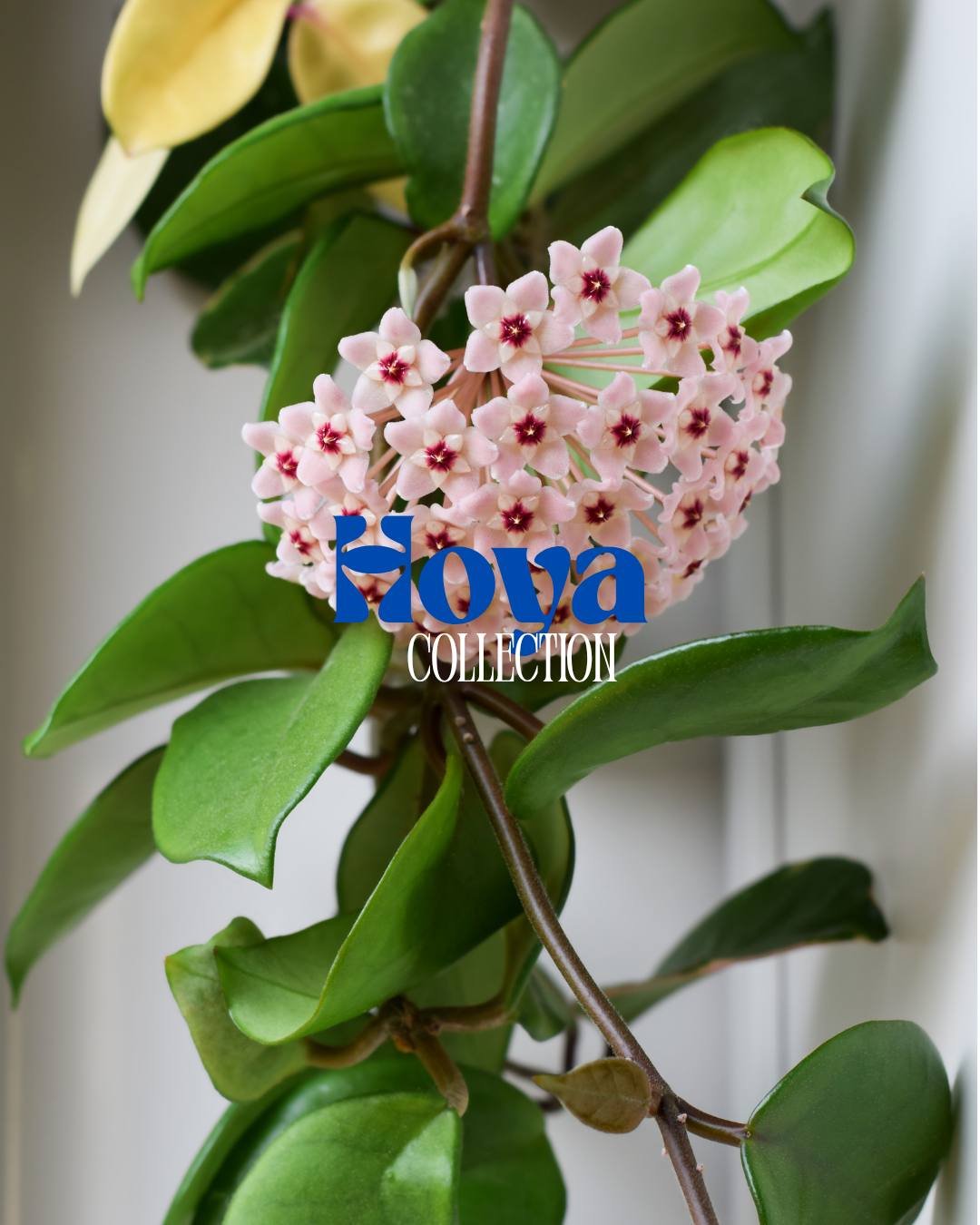 Hoyas