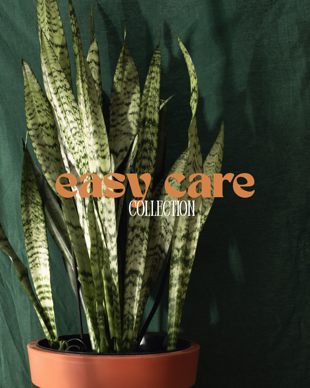 Easy Care Plants
