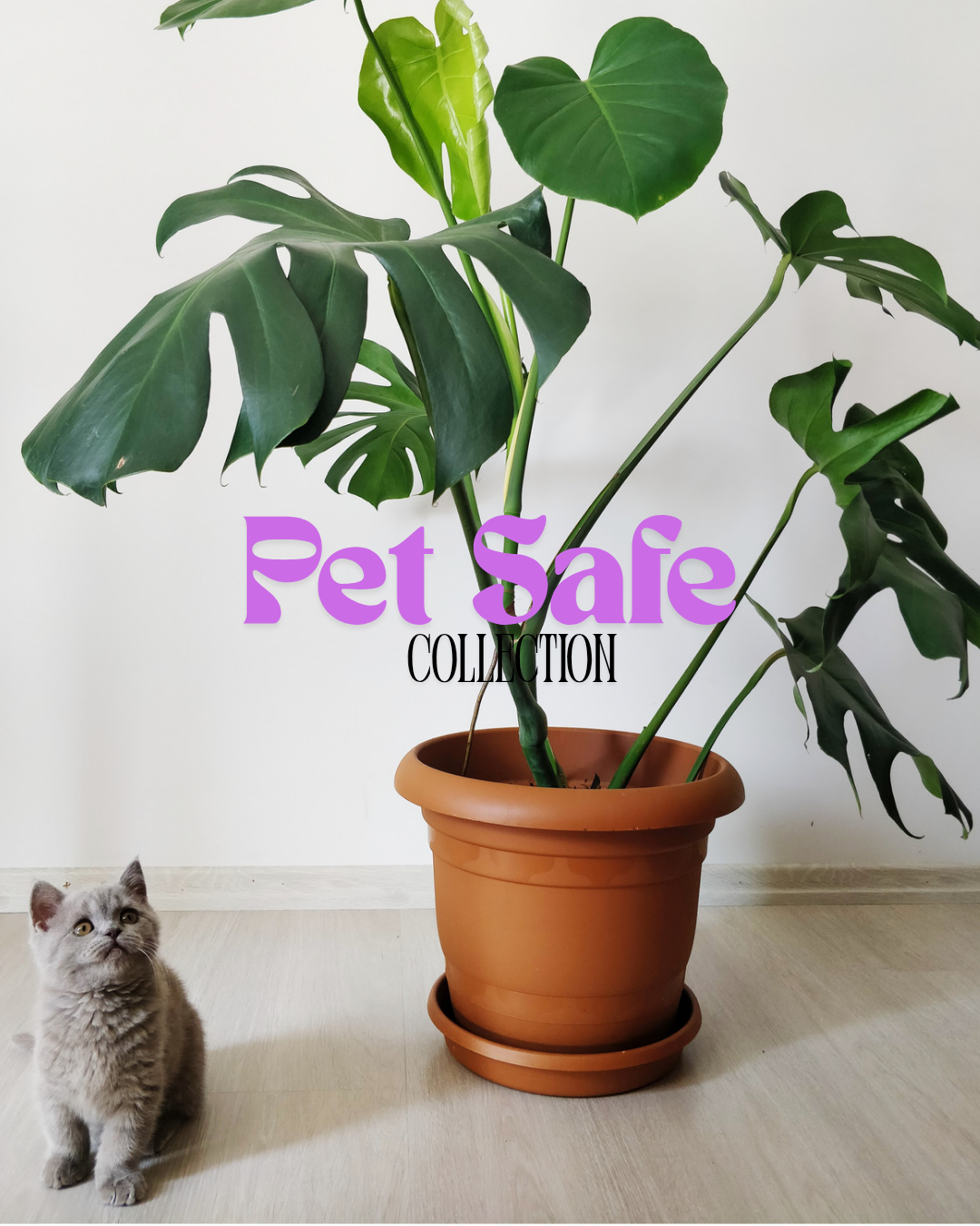 Pet Friendly Plants