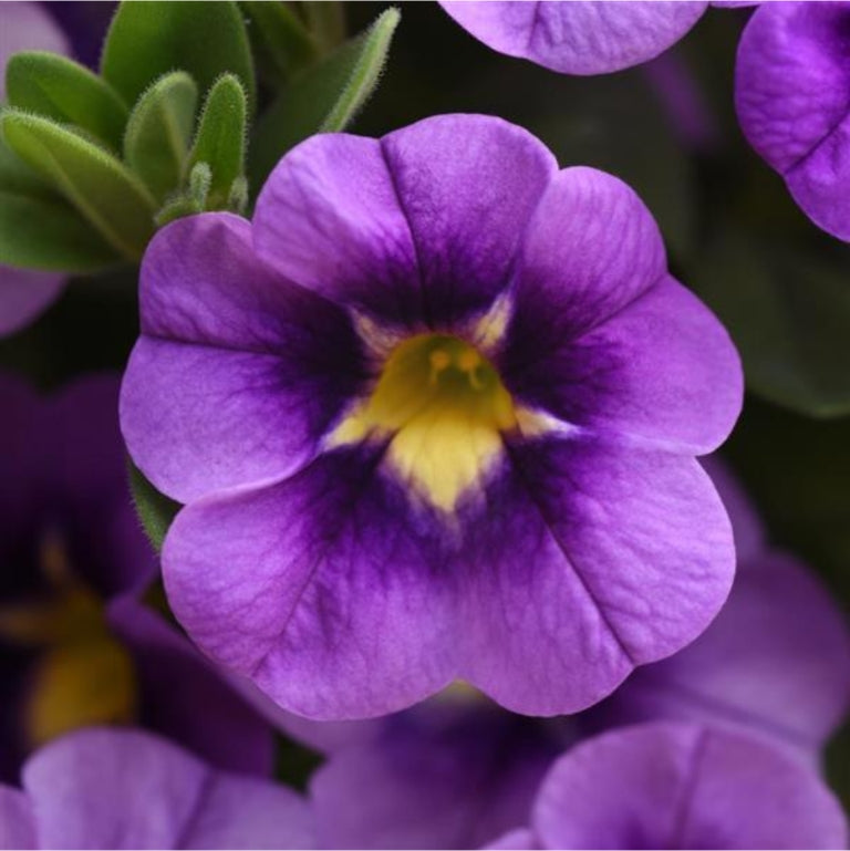 Calibrachoa