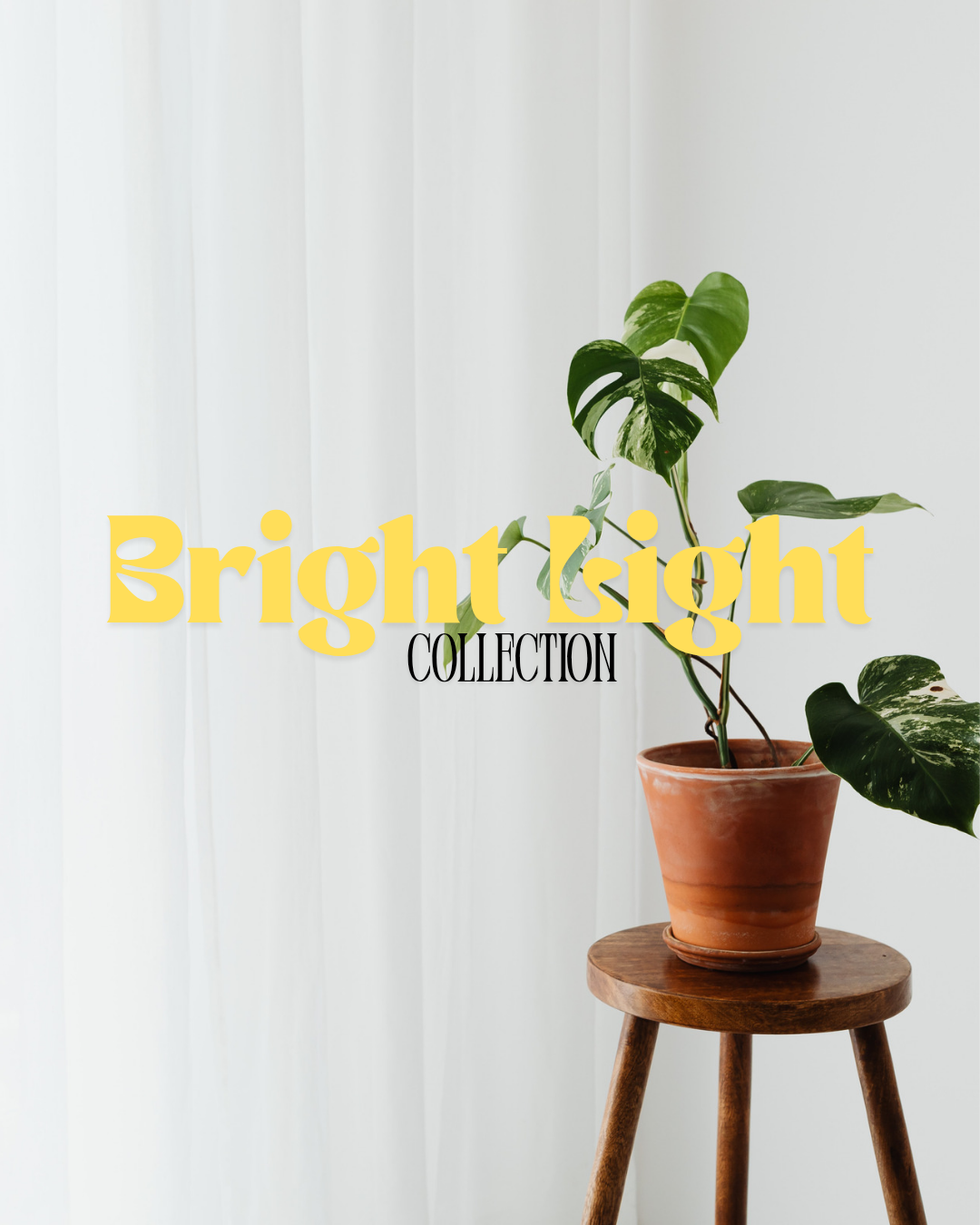Bright Light Plants
