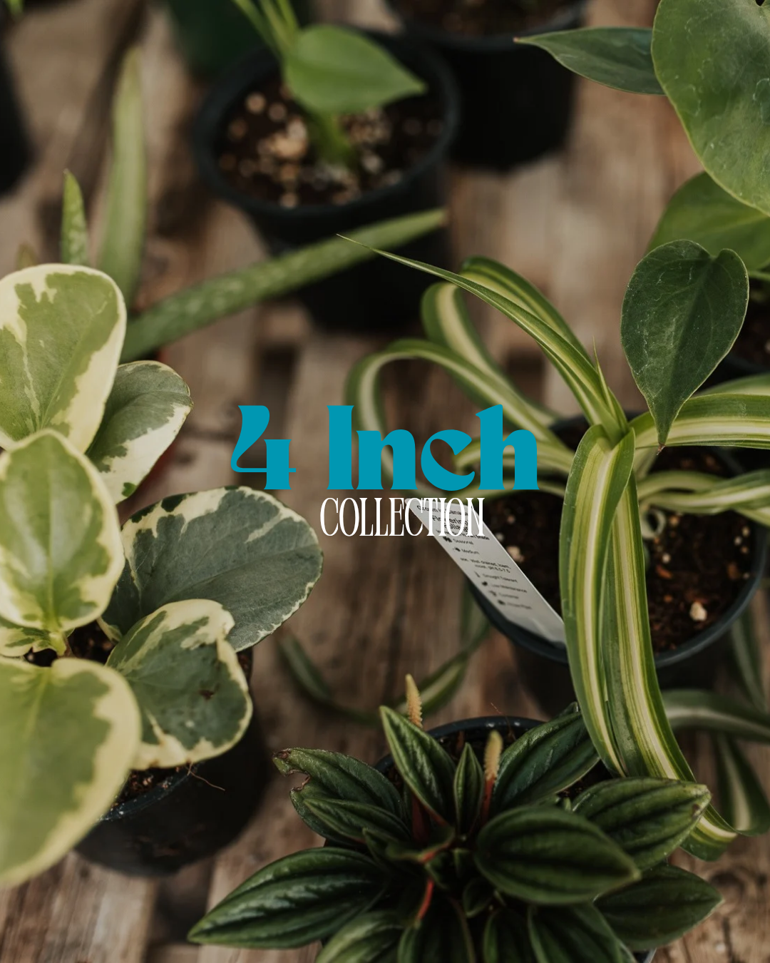4" Houseplants