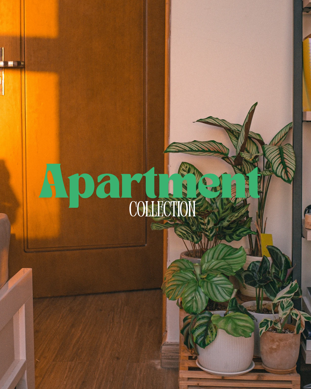 Apartment Plants