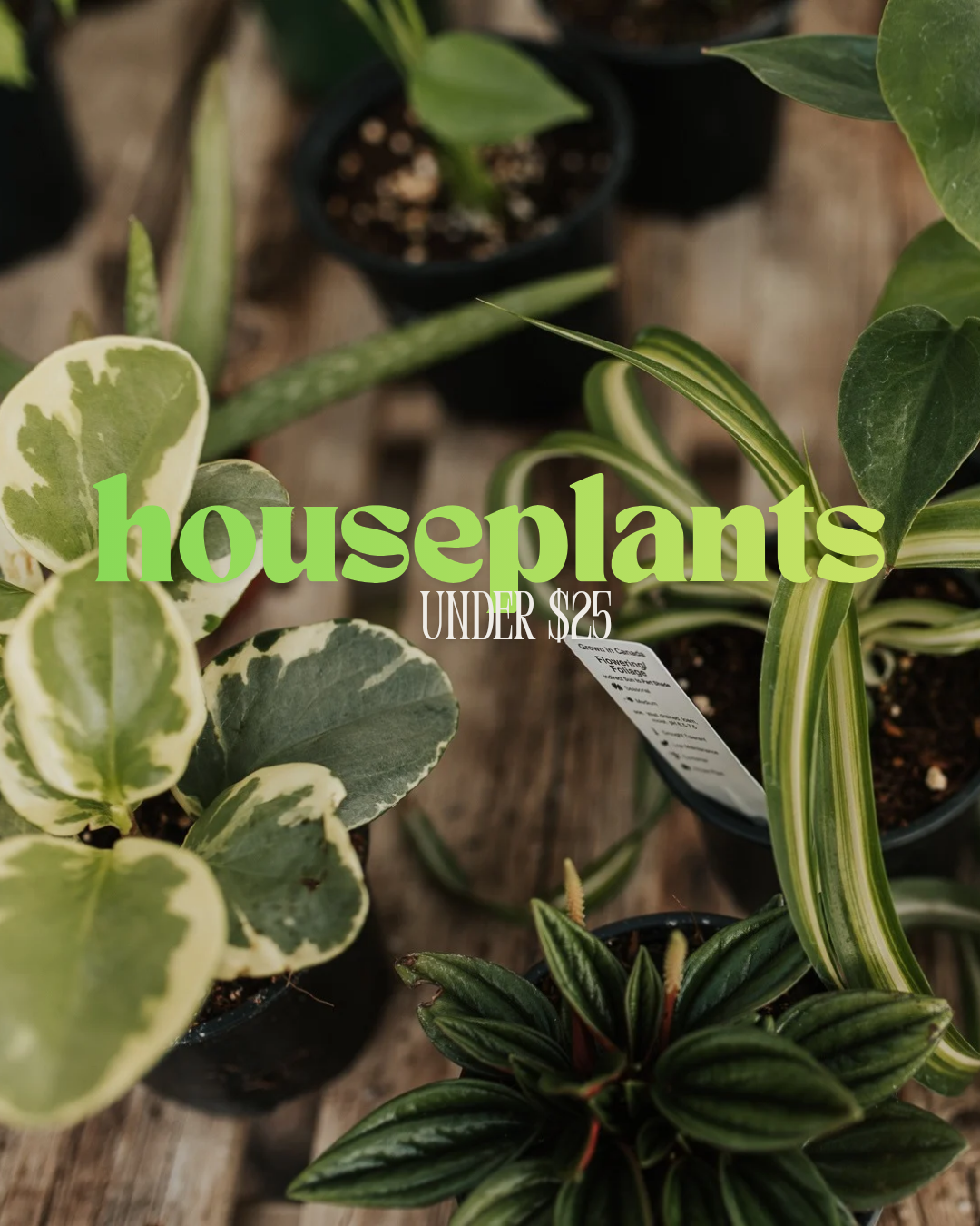 Houseplants under $25