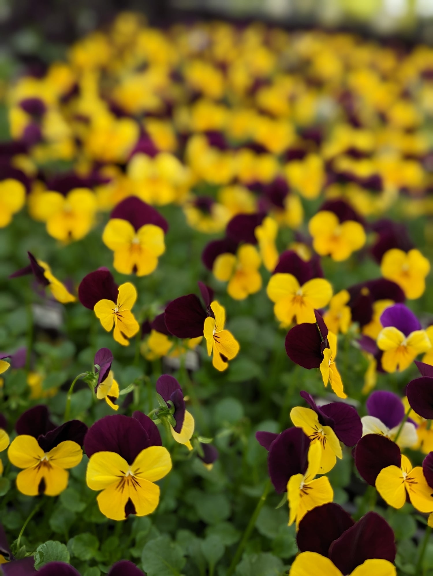 Pansies + Violas