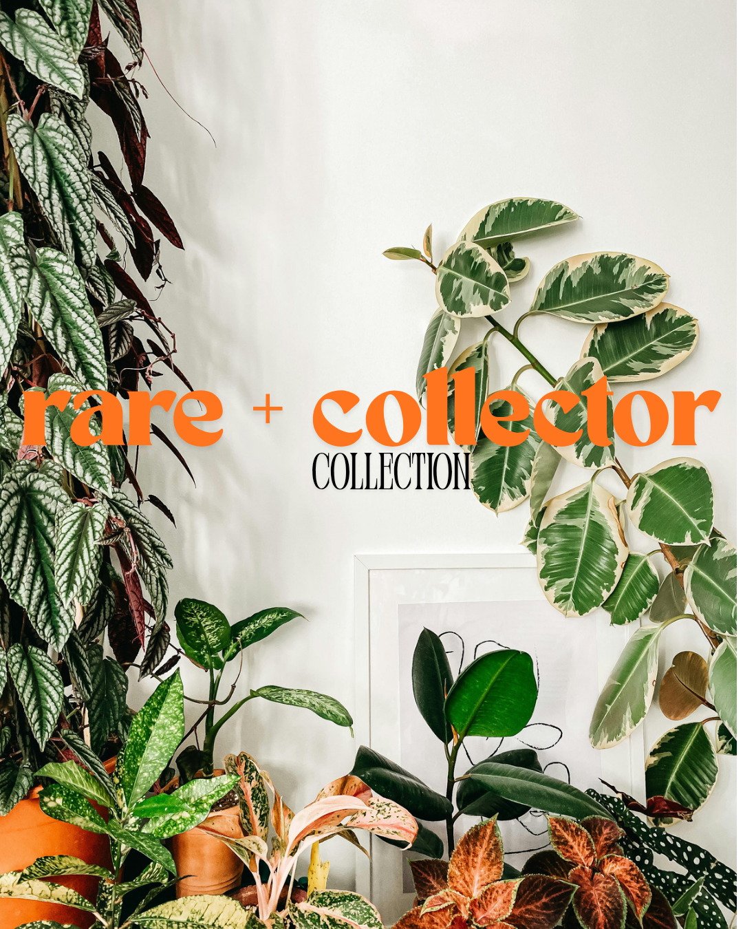 Rare and Collector Plants