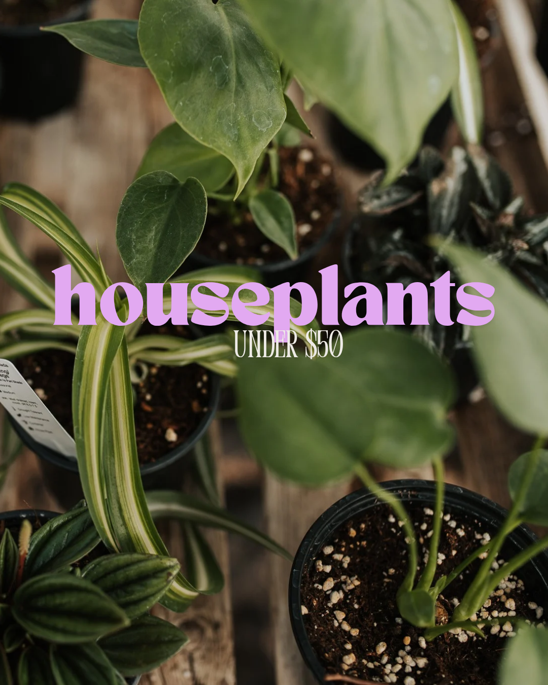 Houseplants under $50