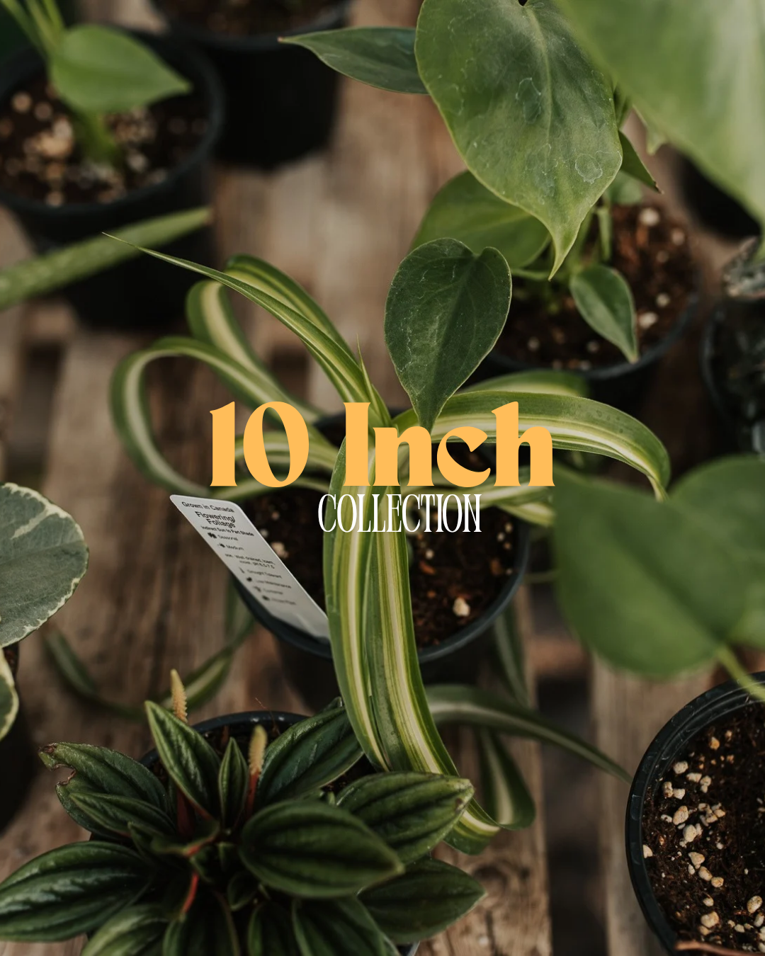 10" Houseplants