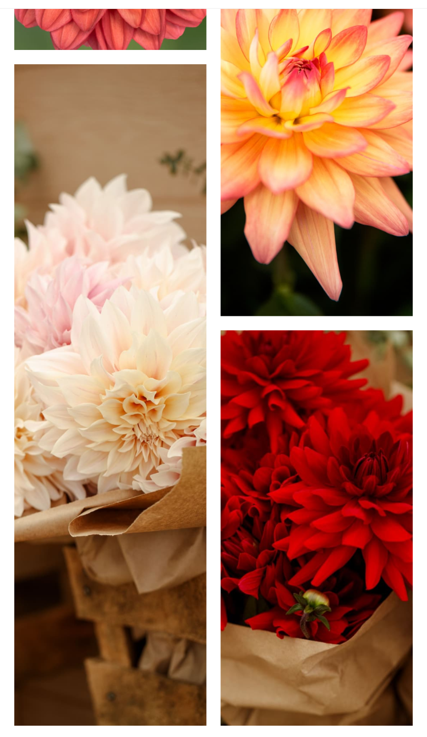 Dahlia