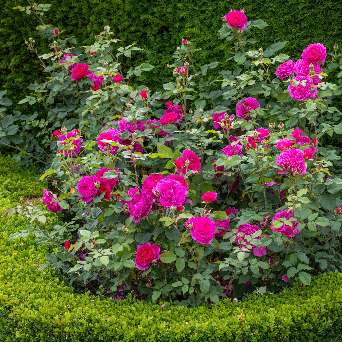 Gabriel Oak Rose (David Austin)