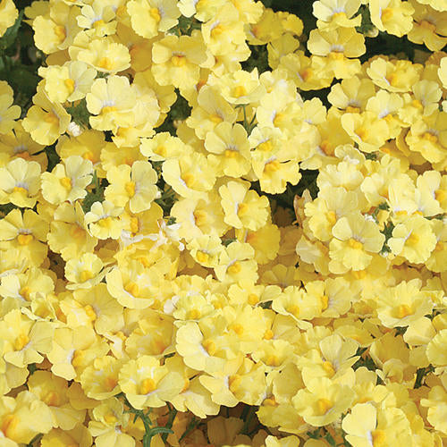Sunsatia Nemesia Lemon (Proven Winners)
