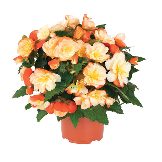 I'Conia Scent Peachy Keen Begonia