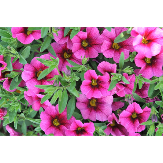 Aloha Tiki Neon Calibrachoa