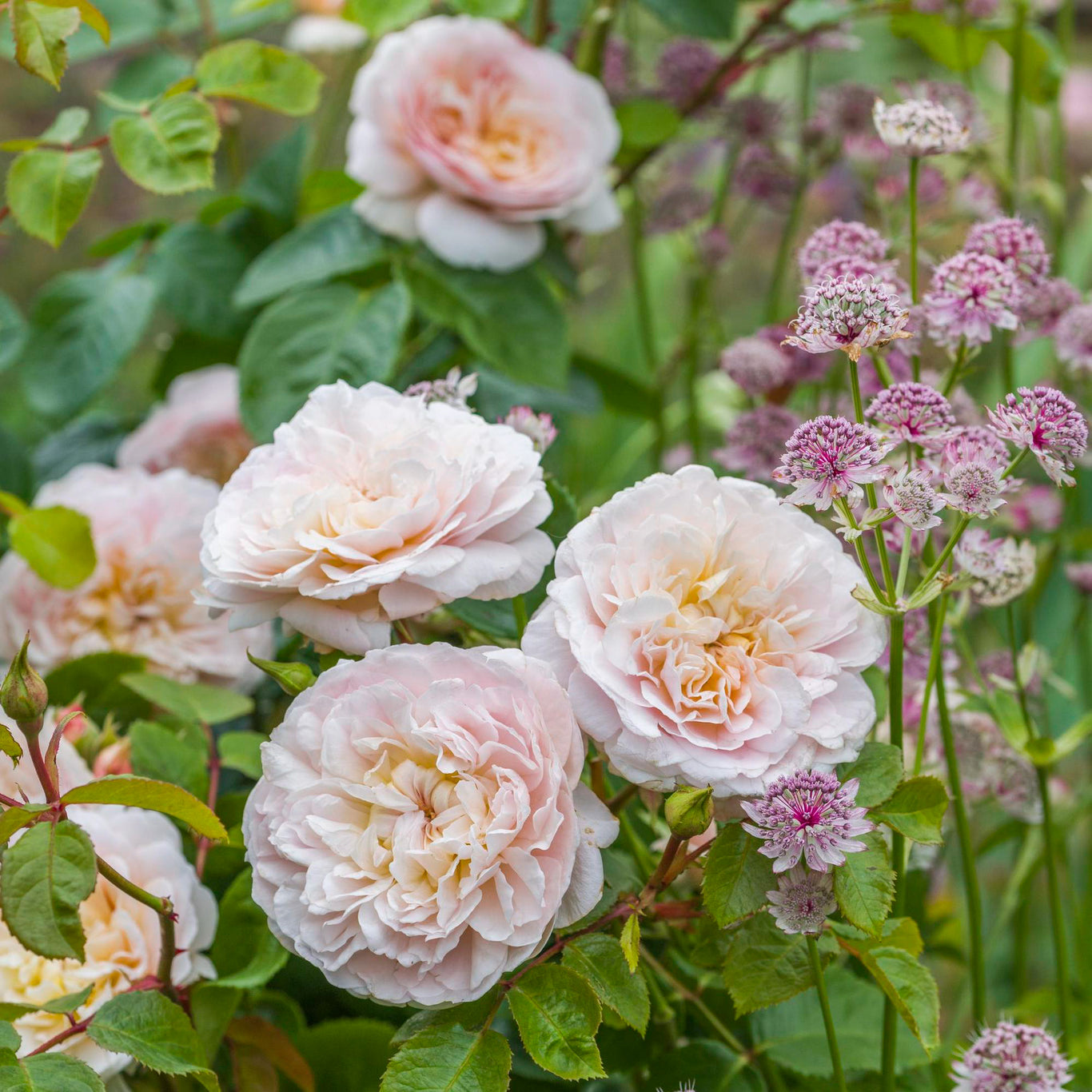 Emily Bronte Rose (David Austin)