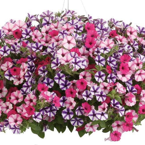 Supertunia Petunia Mini Vista Violet Star (Proven Winners)