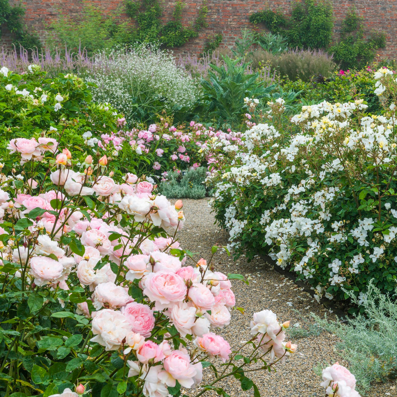Gentle Hermione Rose (David Austin)
