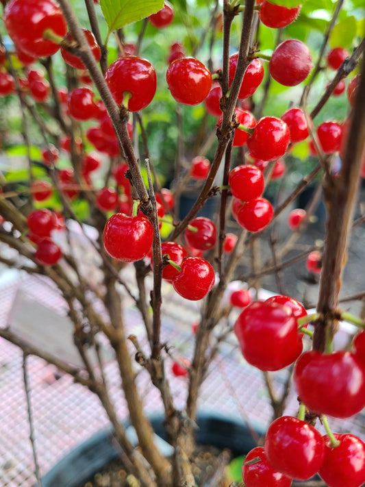 Nanking Cherry