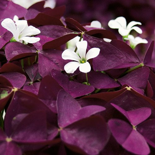 Charmed Wine Shamrock (Proven Winners)
