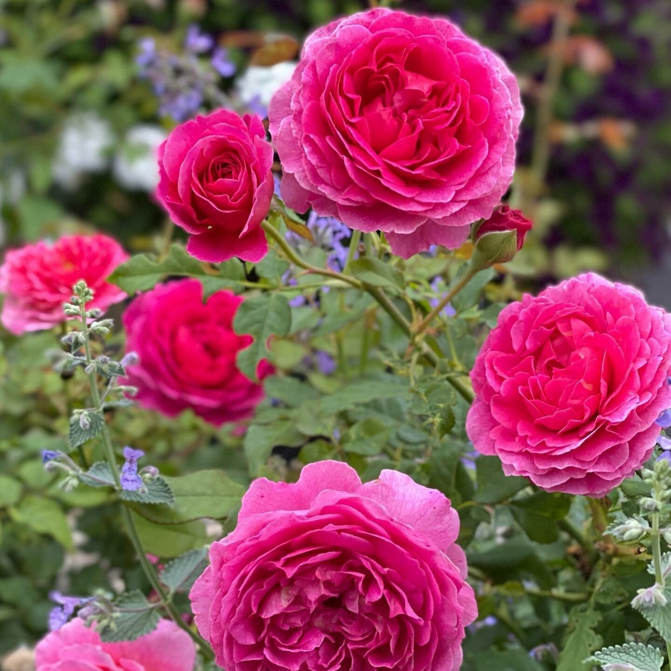Gabriel Oak Rose (David Austin)
