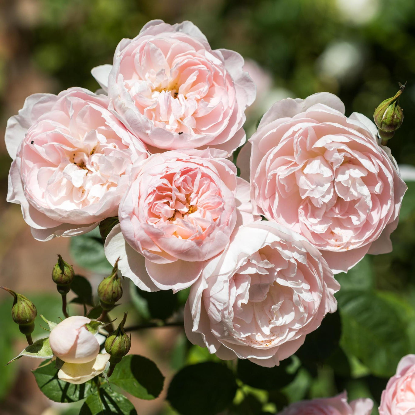 Gentle Hermione Rose (David Austin)