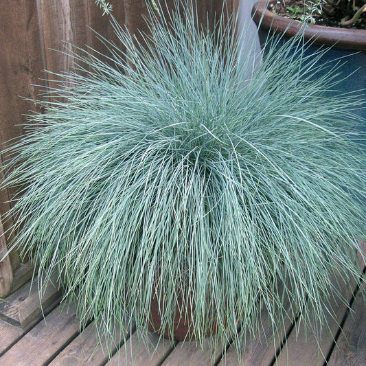 Beyond Blue Fescue