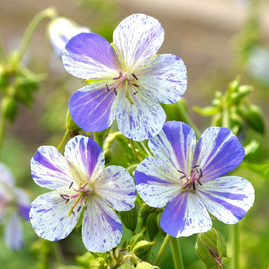 Delft Blue Geranium (Cranesbill)