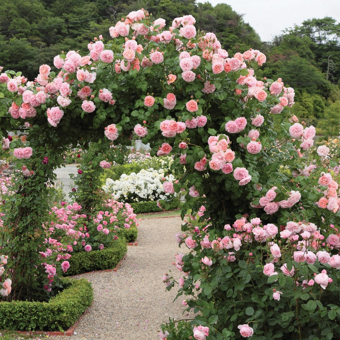 Strawberry Hill Rose (David Austin)