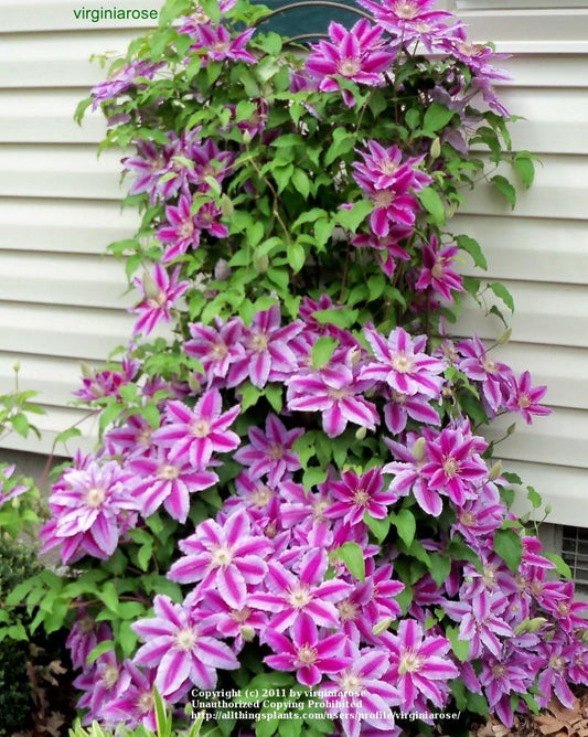 Dr. Ruppel Clematis