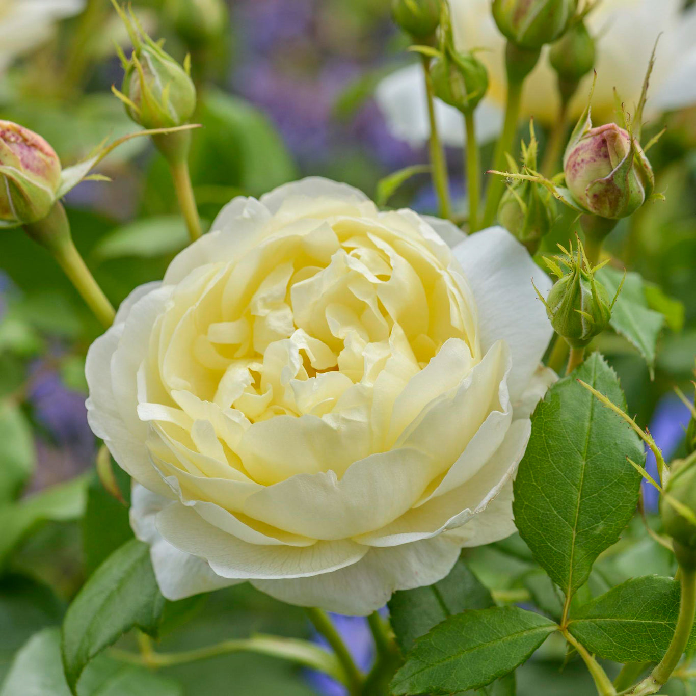 Vanessa Bell Rose (David Austin)
