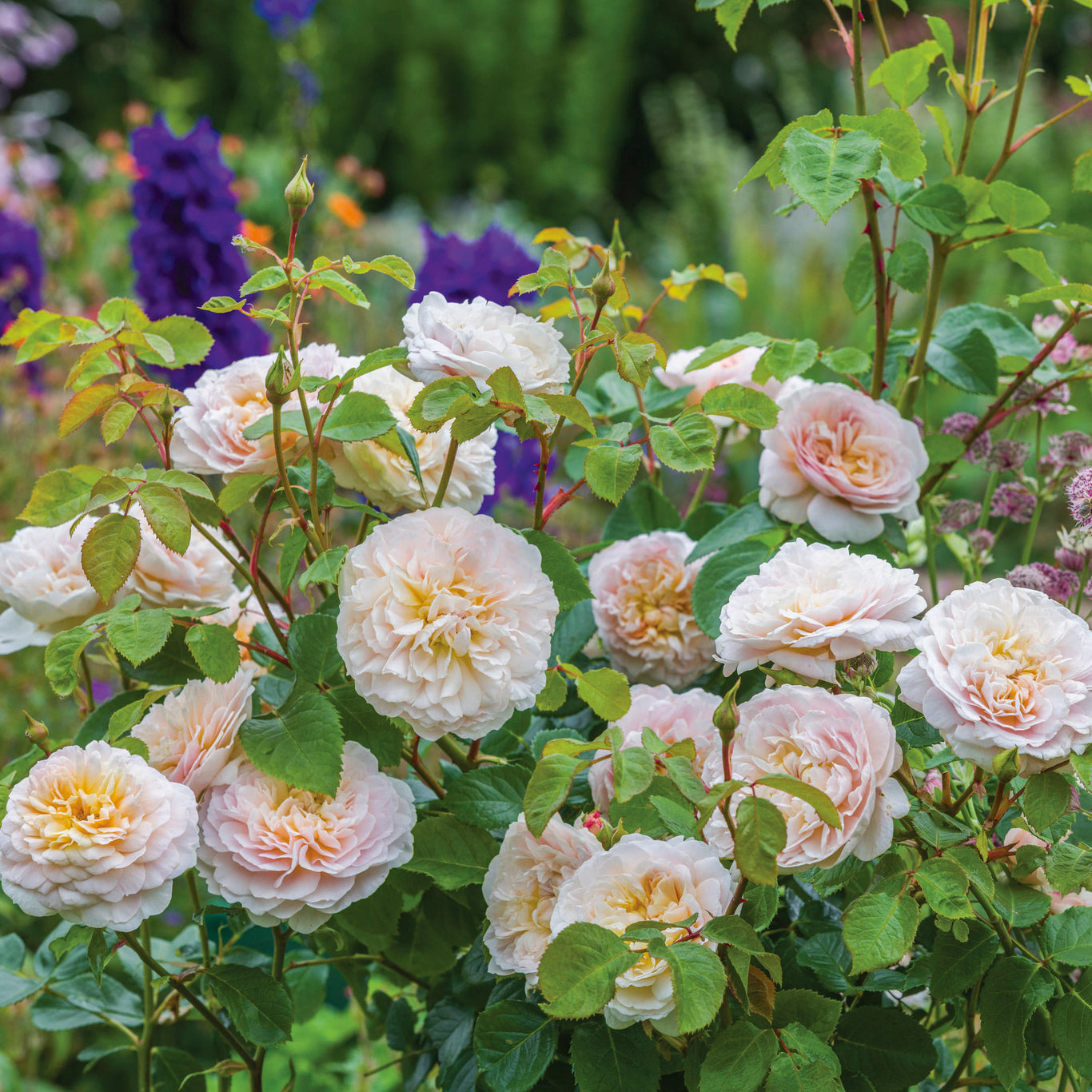 Emily Bronte Rose (David Austin)