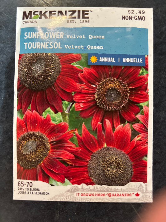 Velvet Queen Sunflower Seed