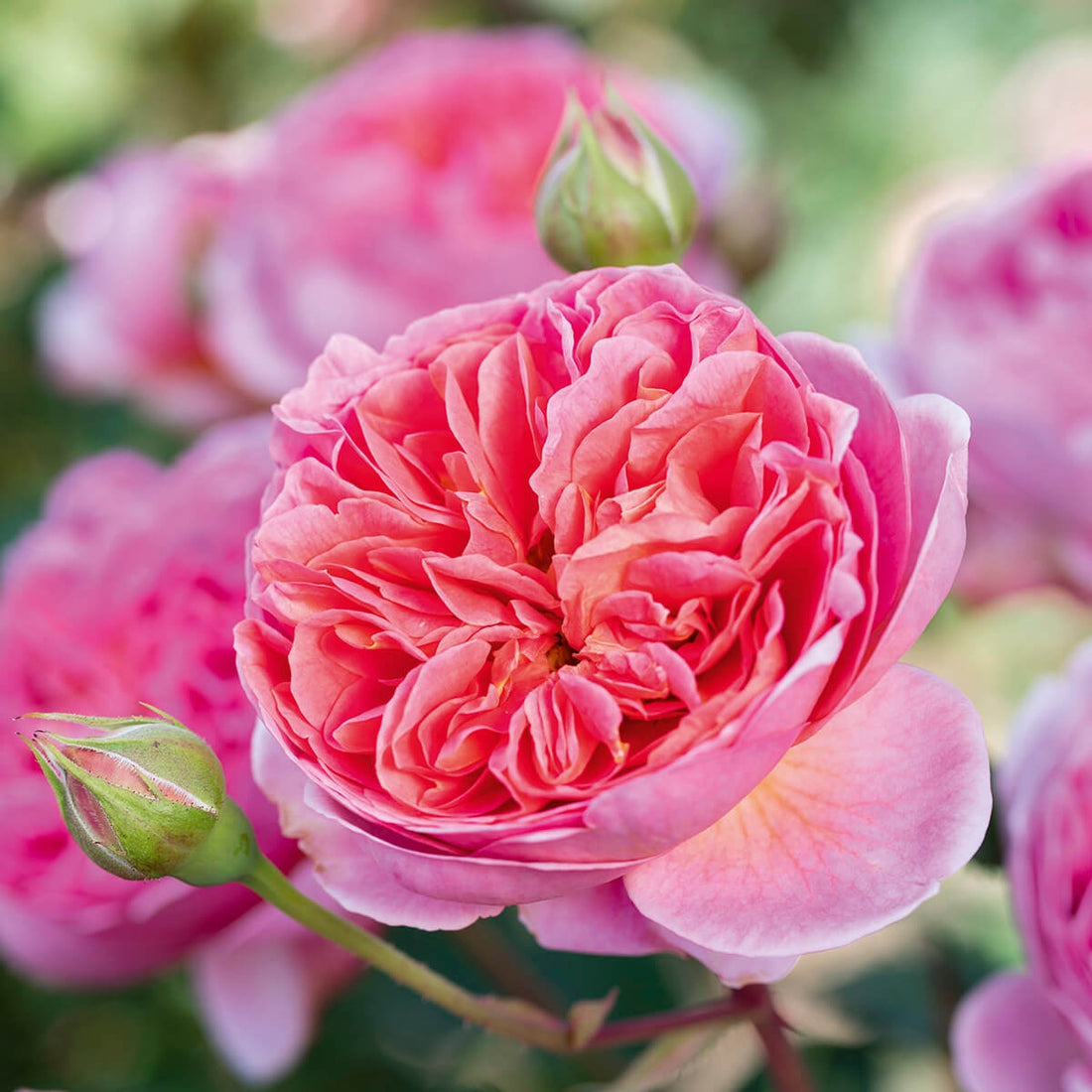 Boscobel Rose (David Austin)